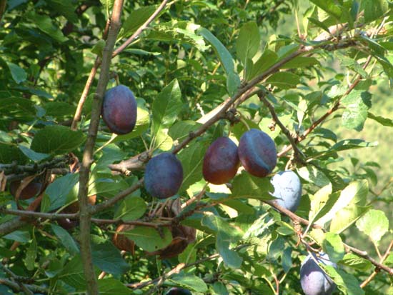  Image name: susino4.jpg 
 width: 550 pixel 
 height: 413 pixel 
 Size: 64949 bytes 
 Click to enlarge 